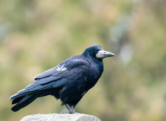 black crow