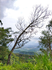 Dead tree on top of mountain with residential area and rice fields in the background