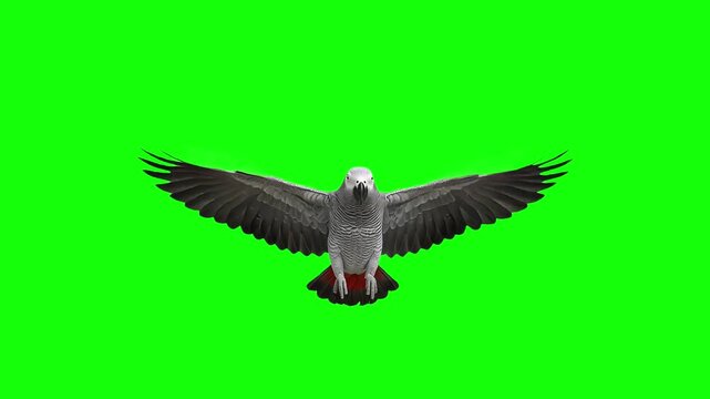 3d realistic African grey parrot flying loop animation in front view on Green Screen, 4k high resolution of a Psittacus erithacus or Congo grey parrot flying on chroma key, can change the background. 