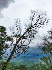Dead tree on top of mountain with residential area and rice fields in the background