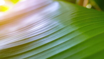 Close up of a vibrant green banana leaf with glistening water droplets and soft morning sunlight filtering through foliage a serene natural texture background