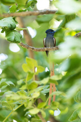 African paradise flycatcher perched on a lush tree in Moremi Game Reserve, Botswana