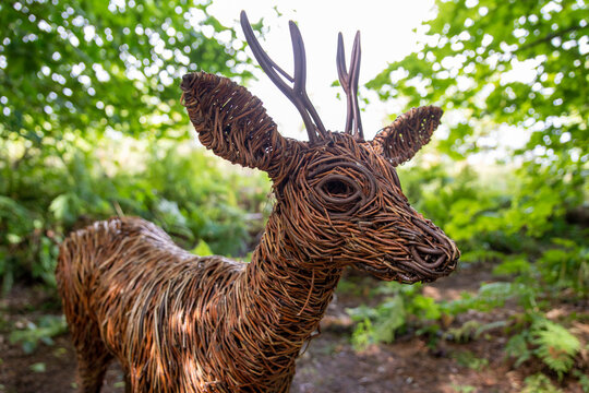 Hand -crafted willow deer sculpture in Eglinton Country Park is located on the grounds of the old Eglinton Castle estate in Kilwinning, North Ayrshire, Scotland. UK. In the parish of Kilwinning. 