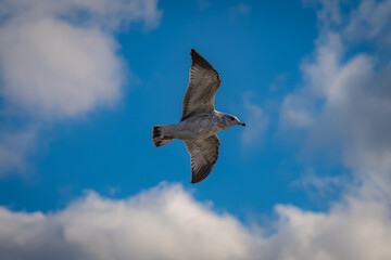 seagull in flight