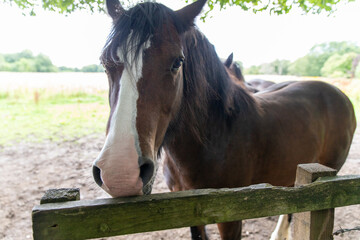 Horses at Eglinton Country Park near Glasgow, Scotland, UK. The park provides designated trails for horse riding, popular spot for equestrian activities. Great for walking, cycling, family outings. 