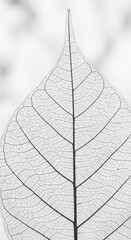 Obraz premium Trendy white color 2026 year. Close-up of a delicate leaf skeleton with intricate vein structure, showcasing natures pattern and design. Abstract texture for background or overlay, VERTICAL