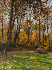Autumn forest edge with golden foliage and scattered leaves on a bright green grassy clearing