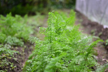 成長する元気な人参