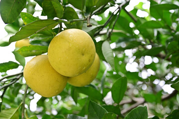 雨粒のついたポンカン