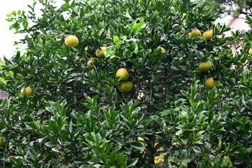 実るたくさんのポンカン