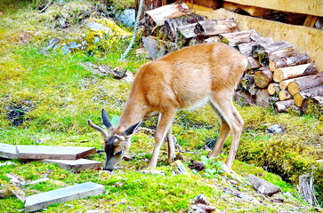 Sitka black-tailed deer at the old Rose Harbour Whaling Station in Gwaii Haanas National Park, Haida Gwaii, BC, Canada. Wild deer are a prominent feature among this former whaling station remains.