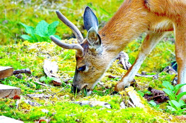 Sitka black-tailed deer at the old Rose Harbour Whaling Station in Gwaii Haanas National Park, Haida Gwaii, BC, Canada. Wild deer are a prominent feature among this former whaling station remains.