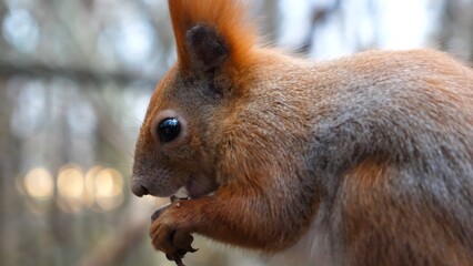Close up of wild fluffy squirrel eating found walnuts at autumn park. Cute brown rodent gnawing nuts at forest. Pretty small sciurus chewing food outdoor. Concept of wildlife