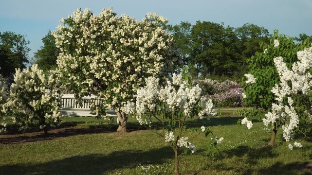 A panoramic view of a large lilac garden in full bloom in Dobele, Latvia. White and purple lilac bushes fill the park, with white chairs on the grassy lawn under a blue sky. 