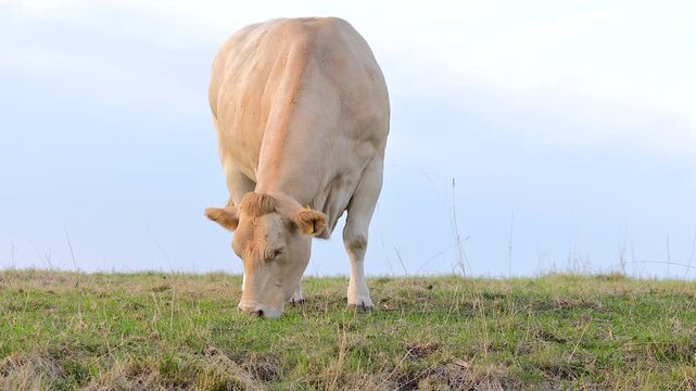 Closeup Charolais cow grazing on hillside pasture in Netherlands against an open meadow and soft sky.