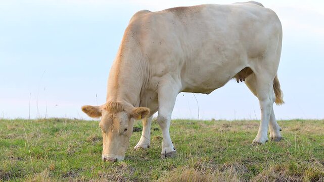 Charolais cow is grazing in a rural Netherlands pasture at daylight with a pale sky