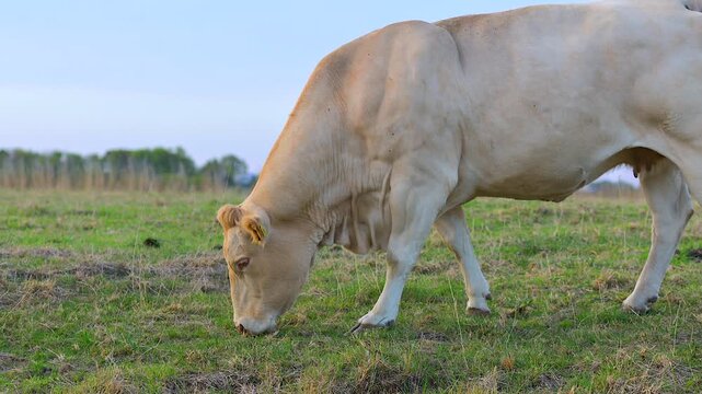 White Charolais cow grazing in Netherlands pasture Closeup
