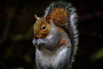 Grey Squirrel, Sciurus carolinensis, feeding on the woodland floor at Clara Vale nature reserve, December 2025