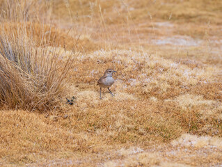 Puna Miner   in the Grasses in the Altiplano