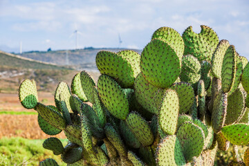 Paisaje mexicano con nopal.