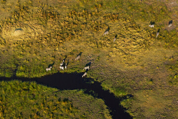 An aerial of a herd of Burchell's zebras drinking from a small stream in Okavango delta in Botswana