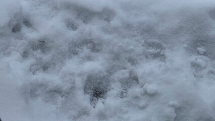 Paw prints in the snow