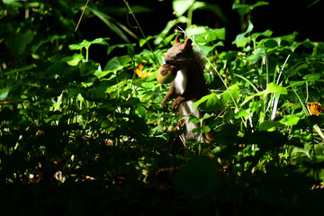 クルミをくわえたまま立つエゾリス