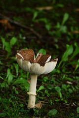 上を向くテングタケ