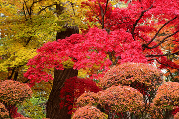 カラフルな公園の紅葉