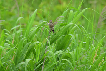 夏の野原のノビタキの幼鳥