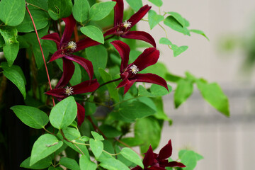 遅咲きのクレマチスの開花