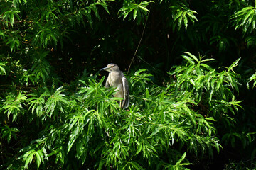 日向ぼっこするゴイサギ