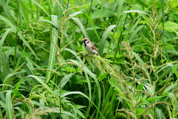 草に止まるスズメの幼鳥