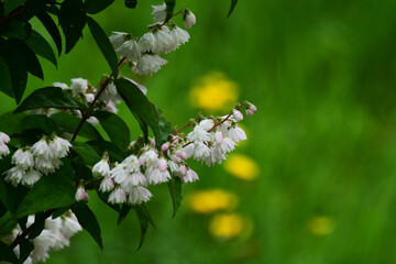 夏の庭のサラサウツギの花