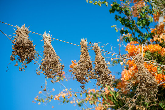 Bunches of herbs hanging out to dry in the sun outside a greek orthodox church with orange blossom bougainvillea on the island of Paros