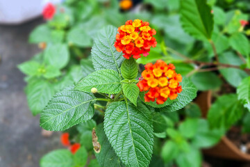 Closeup of Vibrant Orange and Red Lantana Camara Flowers with Green Leaves