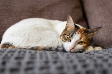 A beautiful calico cat with green eyes laying down and relaxing on a gray blanket.