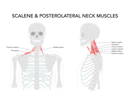 Scalene and posterolateral neck muscles - muscles on the side and back of the neck including scalene group, levator scapulae, splenius capitis and cervicis responsible for neck movement, rib elevation