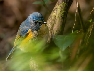 Obraz premium 森の薄暗い藪の中で食べ物を探しているルリビタキの雄のクローズアップ