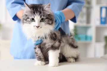 Veterinarian examining cute cat after sterilization in vet clinic