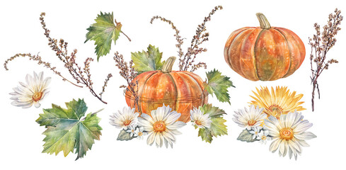Watercolor autumn set with pumpkin and yellow chamomile isolated on white background. Hand-drawn bloom flower chrysanthemum or daisy for card. Clipart with vegetable for invite. Wallpaper or wrapping