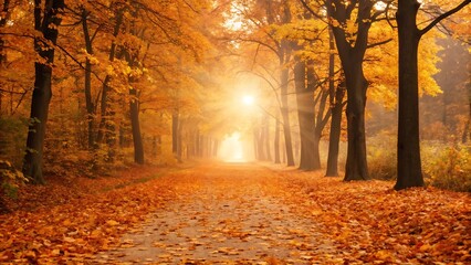 Autumn forest path with sunlit leaves and trees