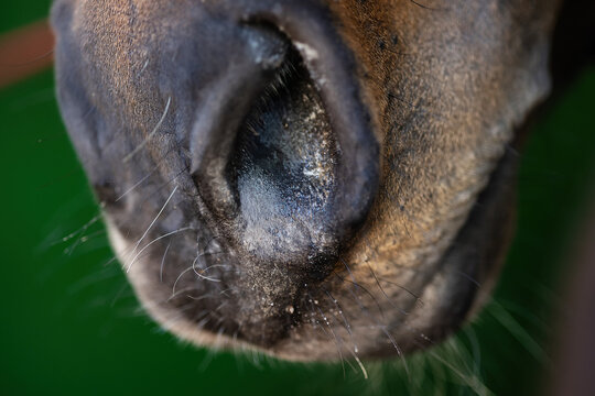 Macro close-up of a horse’s muzzle and nostril, showing fine hair, texture and natural detail of the animal in soft light.