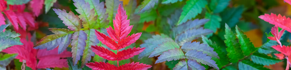 Closeup of fall red and green leaves on seedling Rowan trees, Mountain Ash, Sorbus aucuparia, in a plant nursery, Scottish Highlands native forest rewilding project
