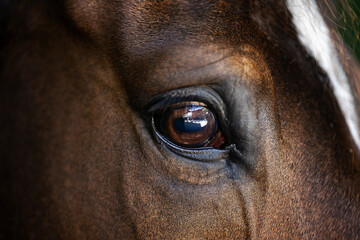 Macro close-up of a horse’s eye showing detailed texture, soft natural light and a clear reflection, highlighting the expressive nature of the animal.
