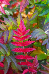 Closeup of fall red and green leaves on seedling Rowan trees, Mountain Ash, Sorbus aucuparia, in a plant nursery, Scottish Highlands native forest rewilding project
