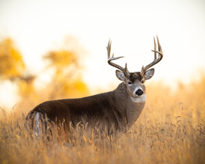 Mature White-tailed deer (odocoileus virginianus) standing broadside in clearing during fall deer rut Colorado, USA