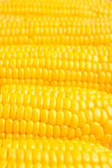 Texture of fresh corn cobs as background