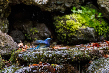 美しいオオルリ（ヒタキ科） 英名学名：Blue and white Flycatcher, Cyanoptila cyanomelana, 山梨県富士吉田市大洞の水場-2025 山中湖の別荘地内にある水場。 崖から美しい清水が湧くポイントで、古くから登山者が水を飲んだり、野鳥が水浴びをしたりする。 