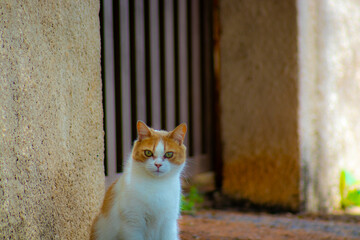 Cute, thoughtful cat © ELIAS